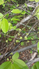 Diospyros tropophylla image