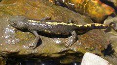 Calotriton asper