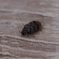 Anthrenocerus australis