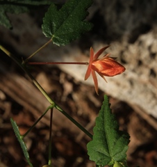 Pavonia punctata