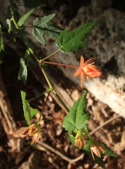 Pavonia punctata