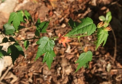 Pavonia punctata
