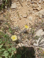 Fumana arabica