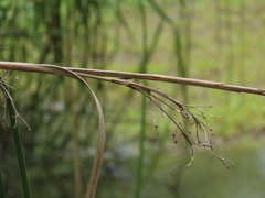 Cladium mariscus mariscus