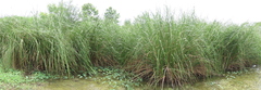 Cladium mariscus mariscus