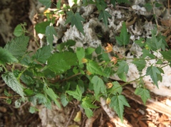 Pavonia punctata