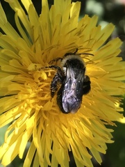 Andrena