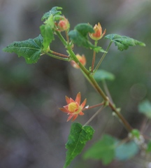 Pavonia punctata