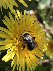 Andrena