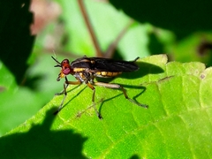 Thecomyia