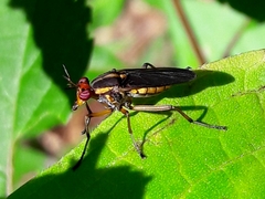 Thecomyia