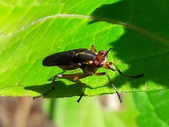 Thecomyia