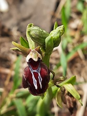 Ophrys mammosa