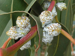 Eucalyptus globulus bicostata