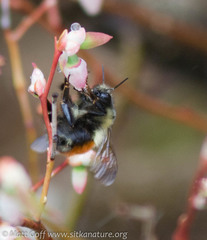Bombus melanopygus
