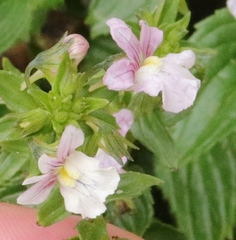 Nemesia rupicola