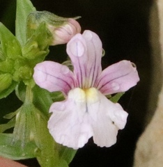 Nemesia rupicola
