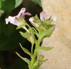 Nemesia rupicola
