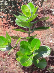 Calotropis