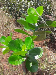 Calotropis