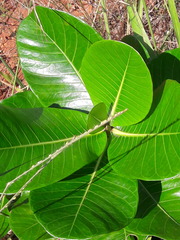 Calotropis