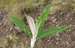 Buddleja loricata