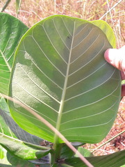 Calotropis