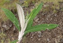 Buddleja loricata