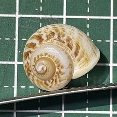 Cyclophorus turgidus