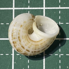 Cyclophorus turgidus