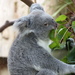 Queensland Koala - Photo (c) Chriest, some rights reserved (CC BY-NC-SA)