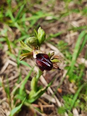 Ophrys mammosa