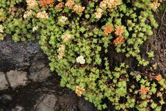 Crassula setulosa rubra