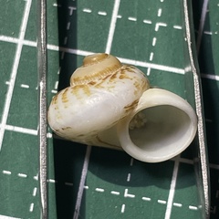 Cyclophorus turgidus