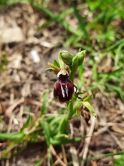 Ophrys mammosa