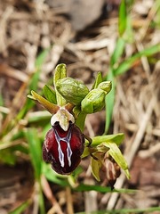Ophrys mammosa
