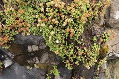 Crassula setulosa rubra