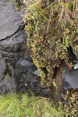 Crassula setulosa rubra