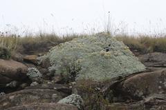 Helichrysum sutherlandii