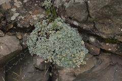 Helichrysum sutherlandii