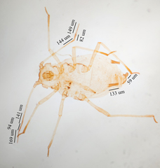 Aphis sedi