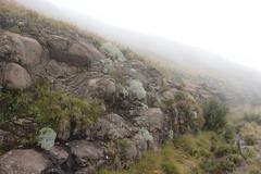 Helichrysum sutherlandii