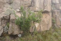 Bowkeria verticillata