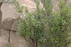 Bowkeria verticillata