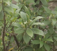 Bowkeria verticillata