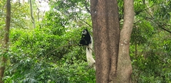 Colobus caudatus