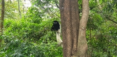 Colobus caudatus