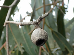 Eucalyptus globulus bicostata