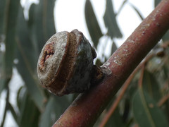 Eucalyptus globulus bicostata