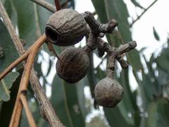 Eucalyptus globulus bicostata